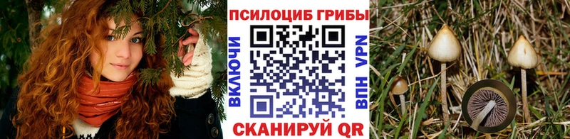 купить закладку  Александров  Псилоцибиновые грибы прущие грибы 